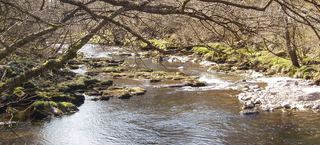 Illustration for article titled Planting Trees Could Save Britain's Stream Habitats